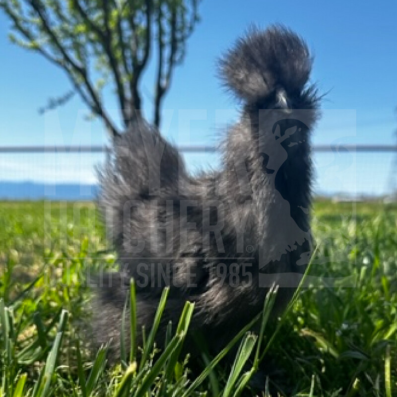 Blue Silkie Bantam Day Old Chicks