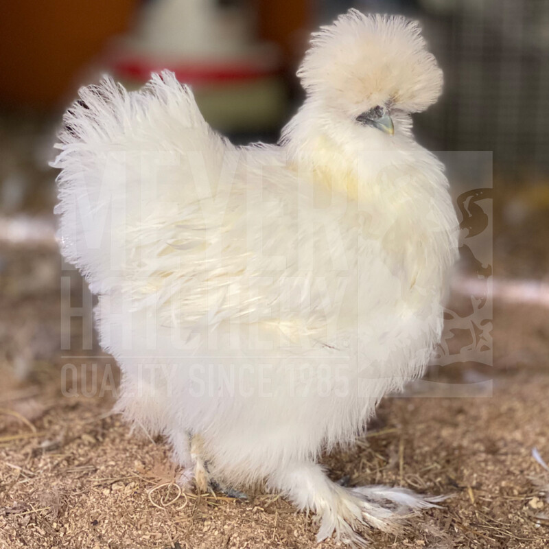 White Silkie Bantam Day Old Chicks