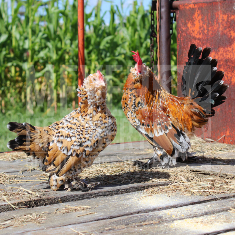 Mille Fleur Belgian Bearded d'Uccle Bantam Hatching Eggs