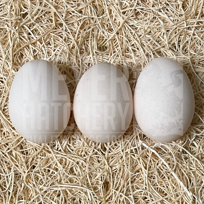 Porcelain Belgian Bearded d&#39;Uccle Bantam Hatching Eggs