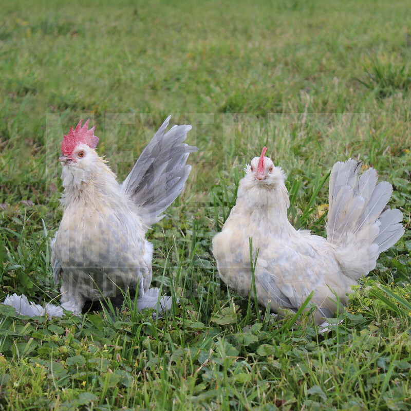 Porcelain Belgian Bearded d'Uccle Bantam Hatching Eggs