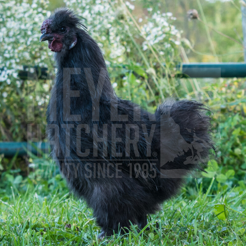 Black Silkie Bantam Day Old Chicks