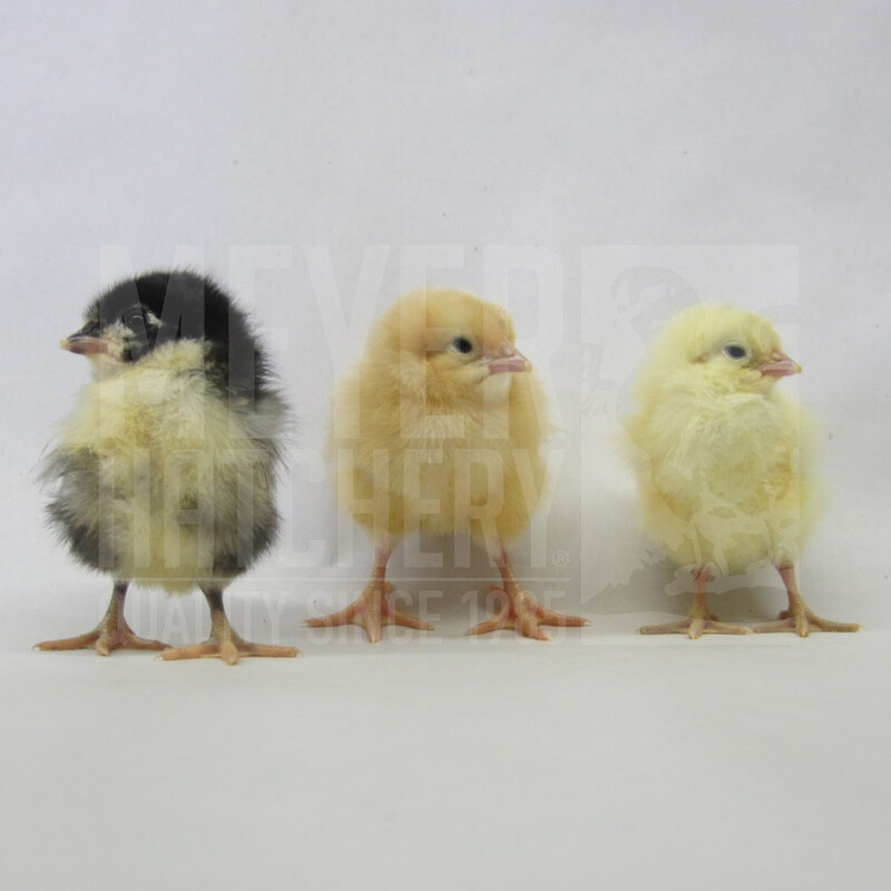 All Female Rainbow Layer Assortment Day Old Chicks