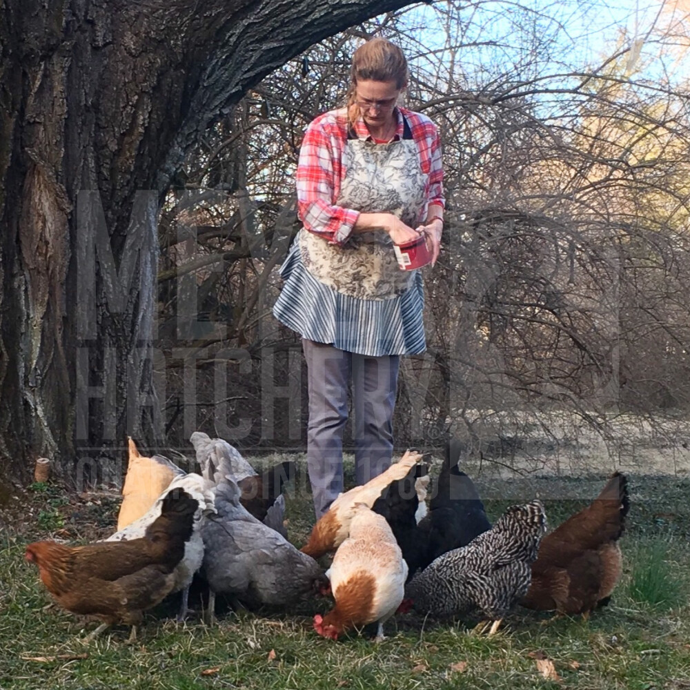 All Female Rainbow Layer Assortment Day Old Chicks