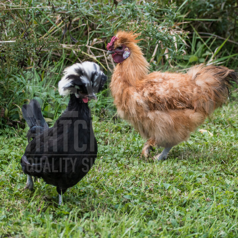 Assorted Bantam Day Old Chicks