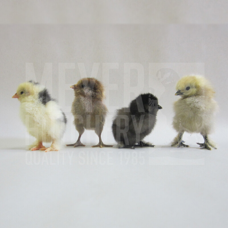 Assorted Bantam Day Old Chicks
