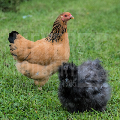 Assorted Feather Legged Bantam Day Old Chicks