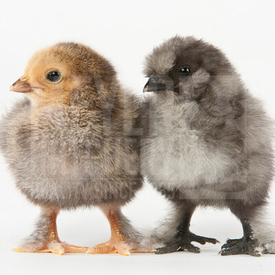 Assorted Feather Legged Bantam Day Old Chicks