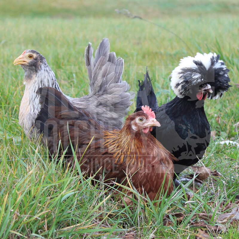Assorted Clean Legged Bantam Day Old Chicks