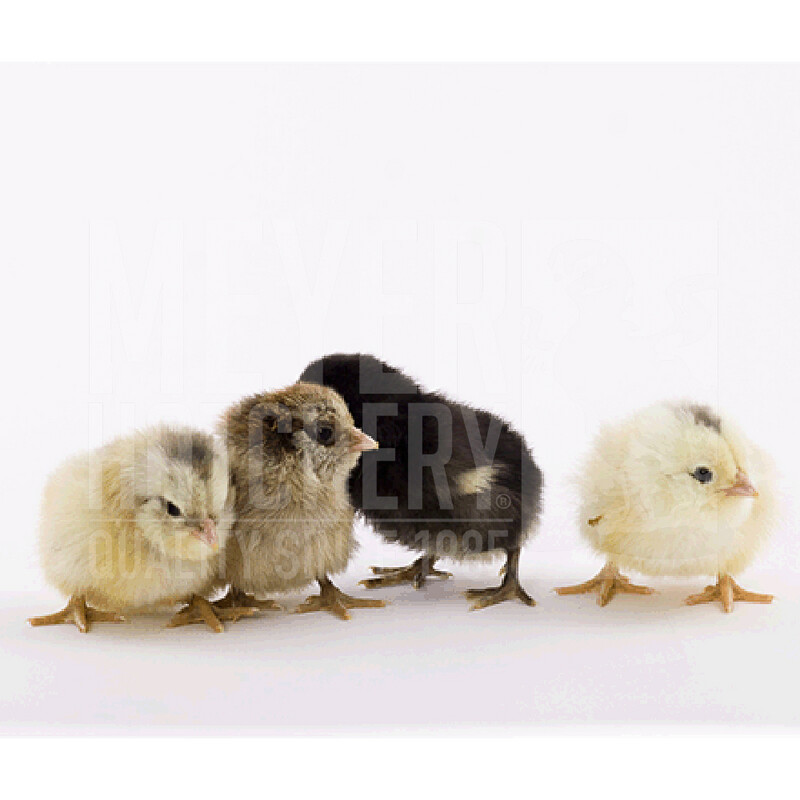 Assorted Clean Legged Bantam Day Old Chicks