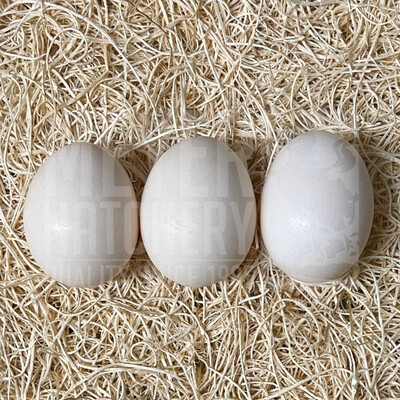 Assorted Silkies Bantam Hatching Eggs