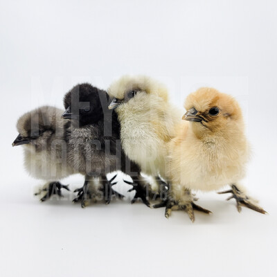 Assorted Silkies Bantam Hatching Eggs
