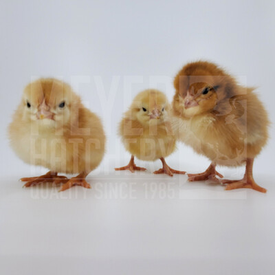 Non-GMO Rainbow Ranger Broiler Day Old Chicks - Ship Separate