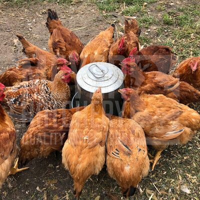 Rainbow Ranger Broiler Day Old Chicks - Ship Separate