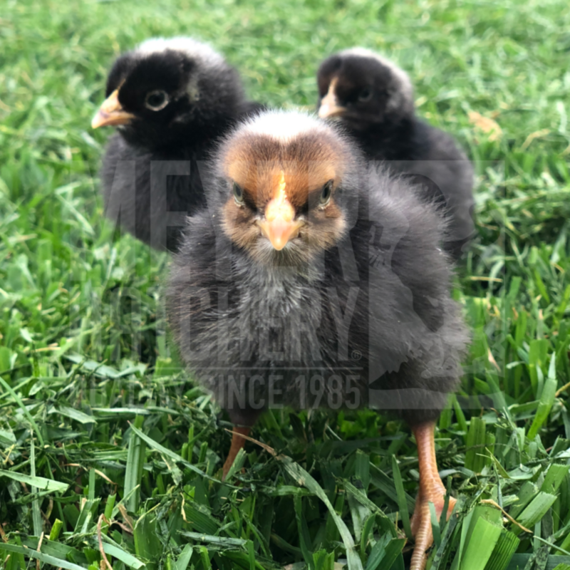 Gray Ranger Broiler Day Old Chicks - Ship Separate