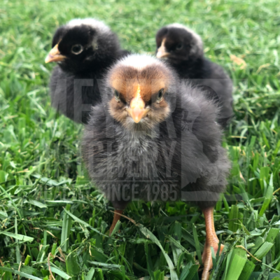 Gray Ranger Broiler Day Old Chicks - Ship Separate