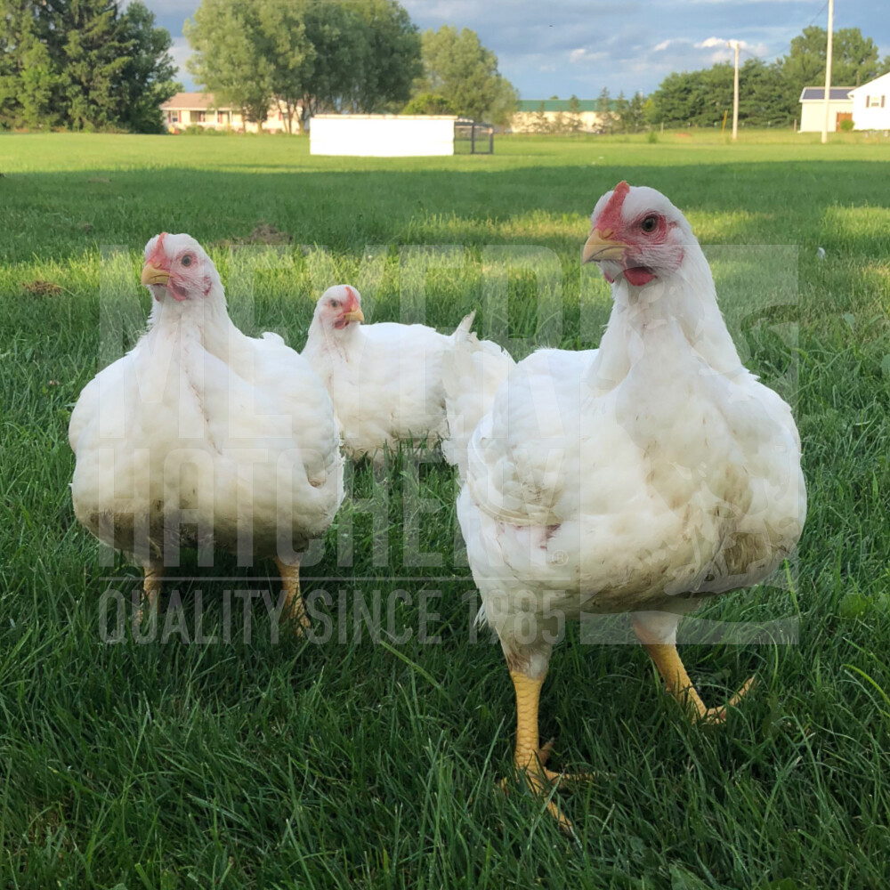 Cornish Cross Broiler Day Old Chicks - Free Shipping