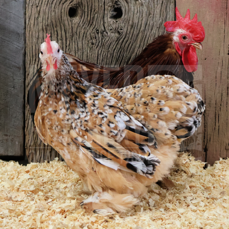 Calico Cochin Bantam Day Old Chicks