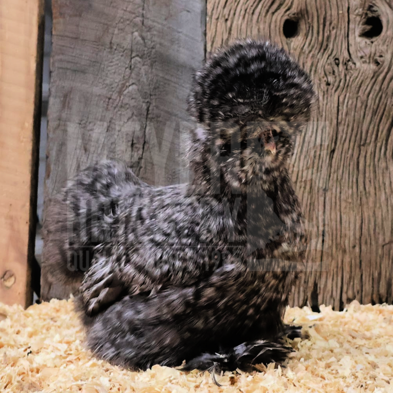 Cuckoo Silkie Bantam Day Old Chicks