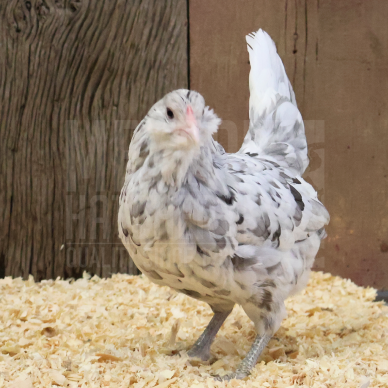 Splash Ameraucana Bantam Day Old Chicks