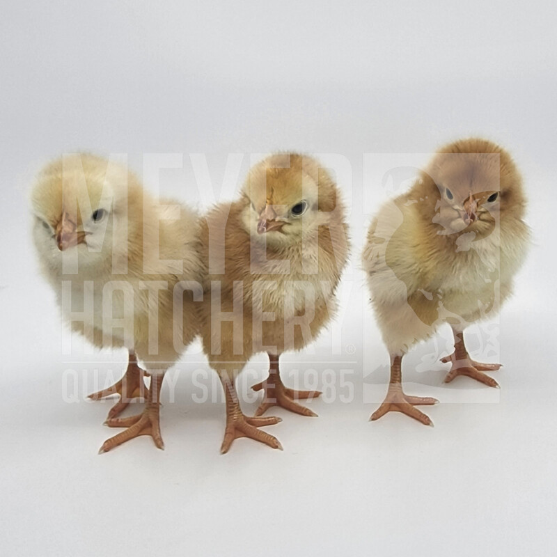 Red Broiler Day Old Chicks, Males Only - Ship Separate