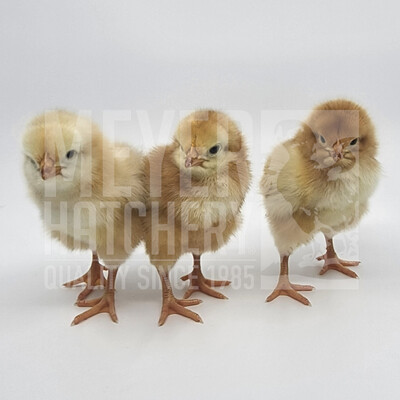 Red Broiler Day Old Chicks, Males Only - Ship Separate