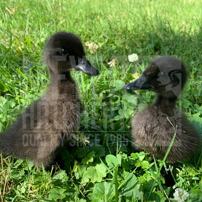 Black Runner Day Old Ducklings