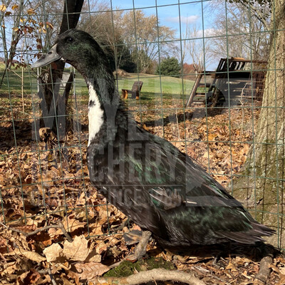 Black Swedish Duck Hatching Eggs