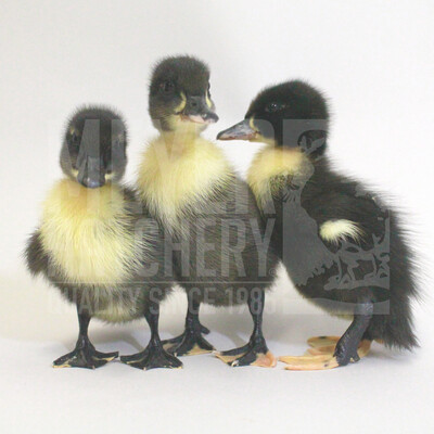 Black Swedish Day Old Ducklings
