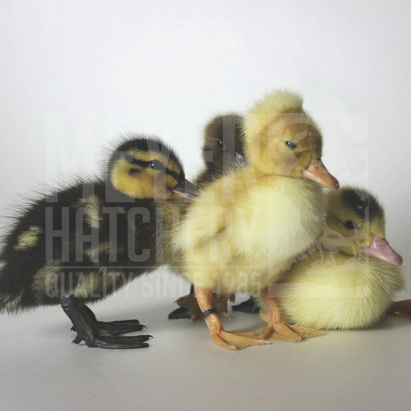 Hatchery Choice Day Old Ducklings