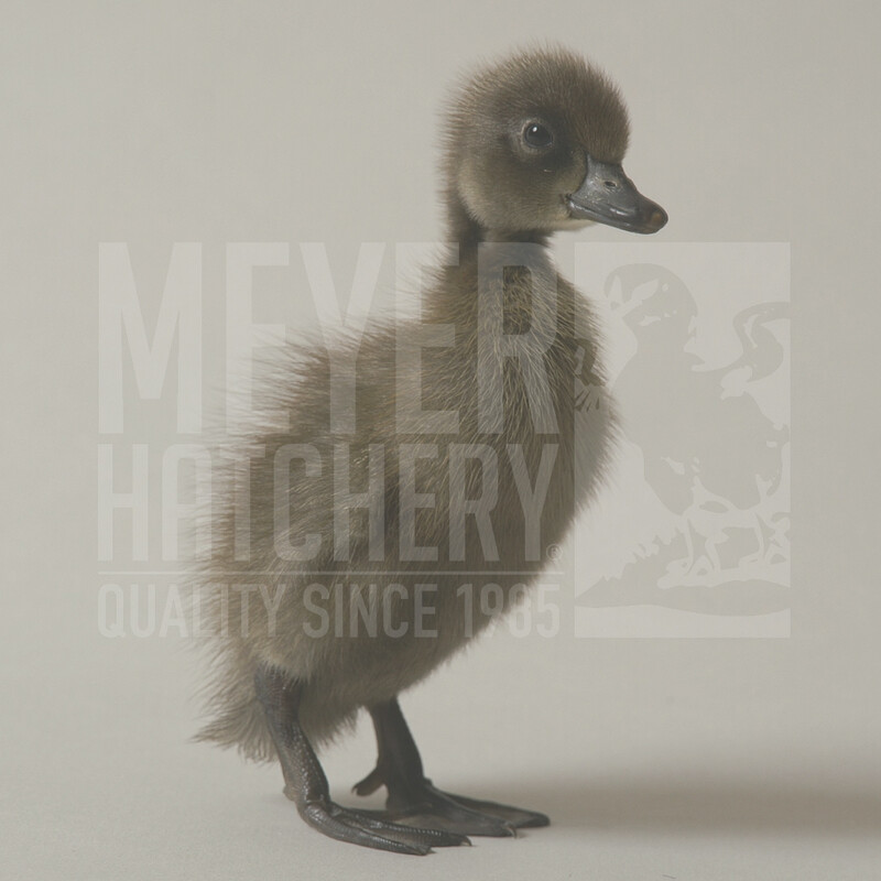 Blue Runner Day Old Ducklings