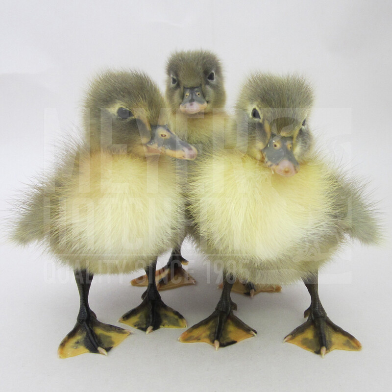 Blue Swedish Day Old Ducklings