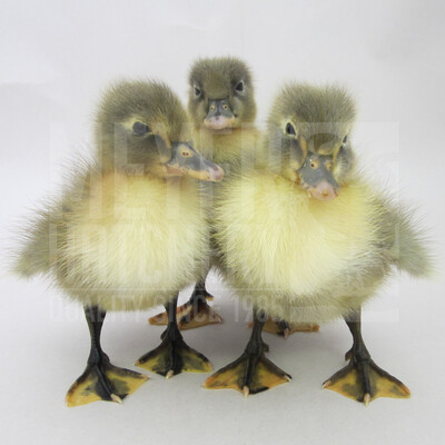 Blue Swedish Day Old Ducklings