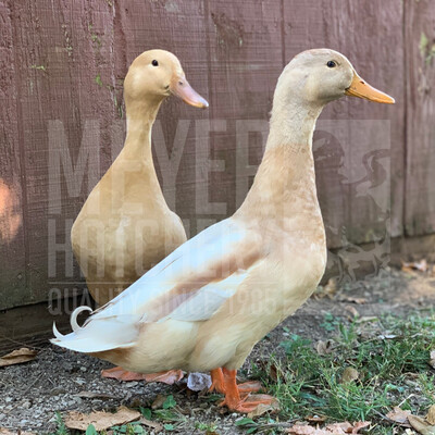 Buff Duck Hatching Eggs