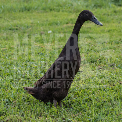 Chocolate Runner Duck Hatching Eggs