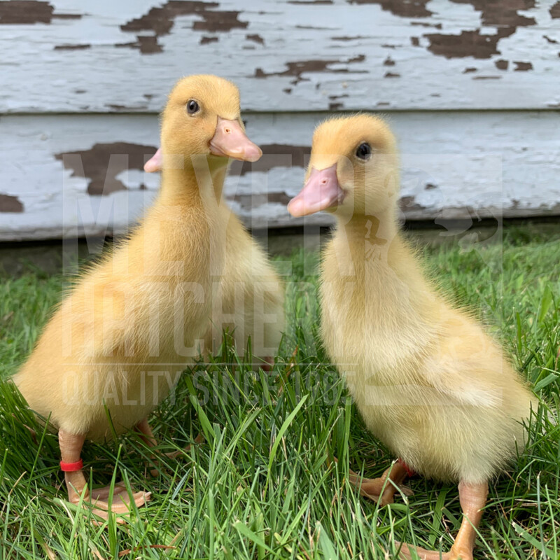 Buff Day Old Ducklings