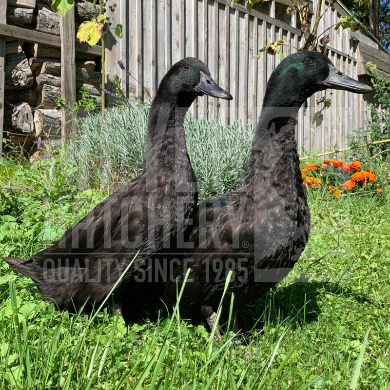 Cayuga Duck Hatching Eggs