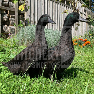 Cayuga Duck Hatching Eggs