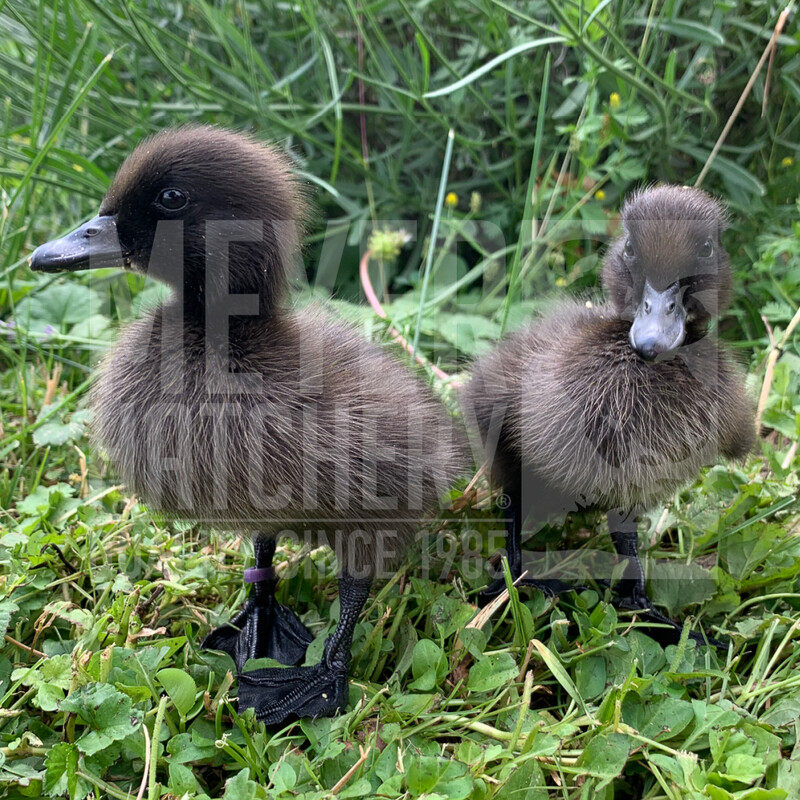 Cayuga Day Old Ducklings