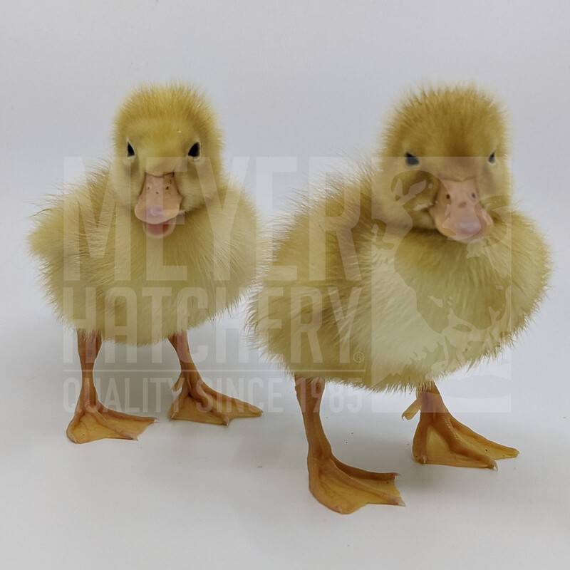 Duclair Day Old Ducklings