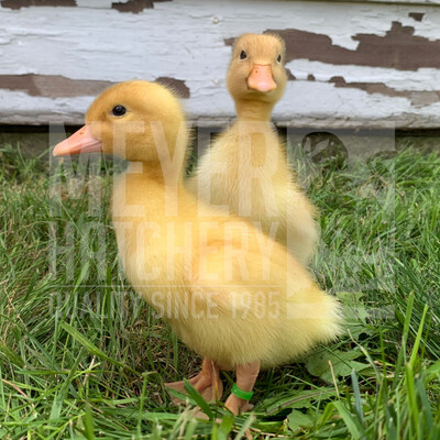 Jumbo Pekin Day Old Ducklings