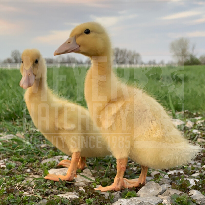 Saxony Day Old Ducklings