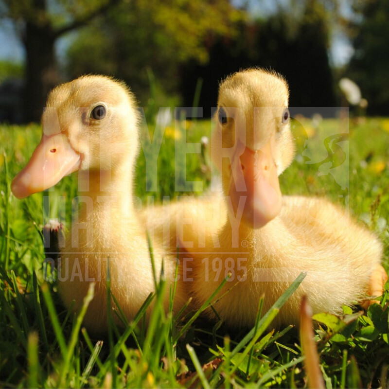 Fawn and White Runner Day Old Ducklings