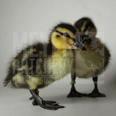 Rouen Duck Hatching Eggs