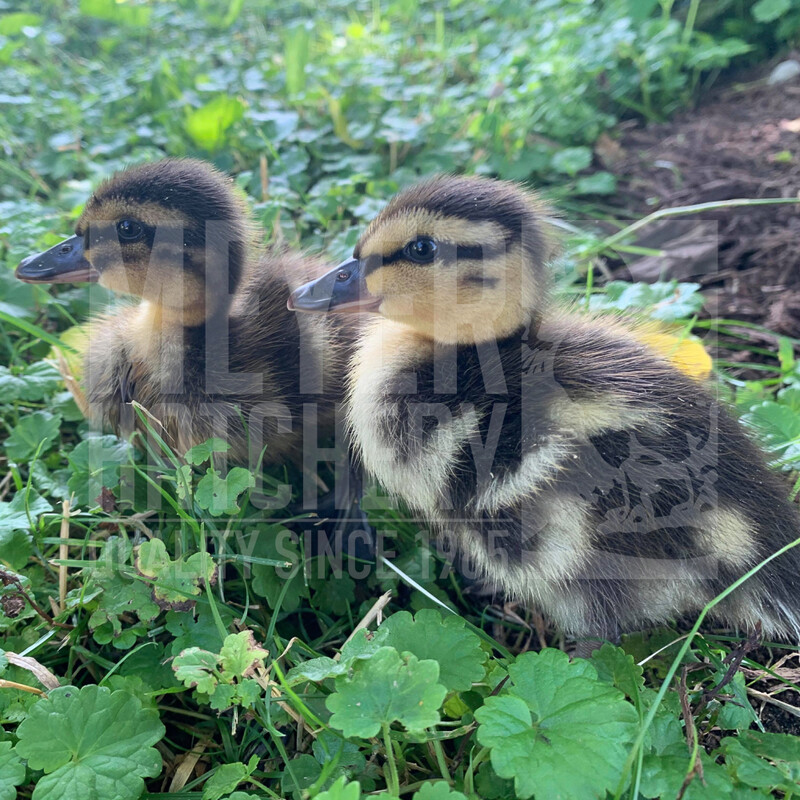 Mallard Day Old Ducklings