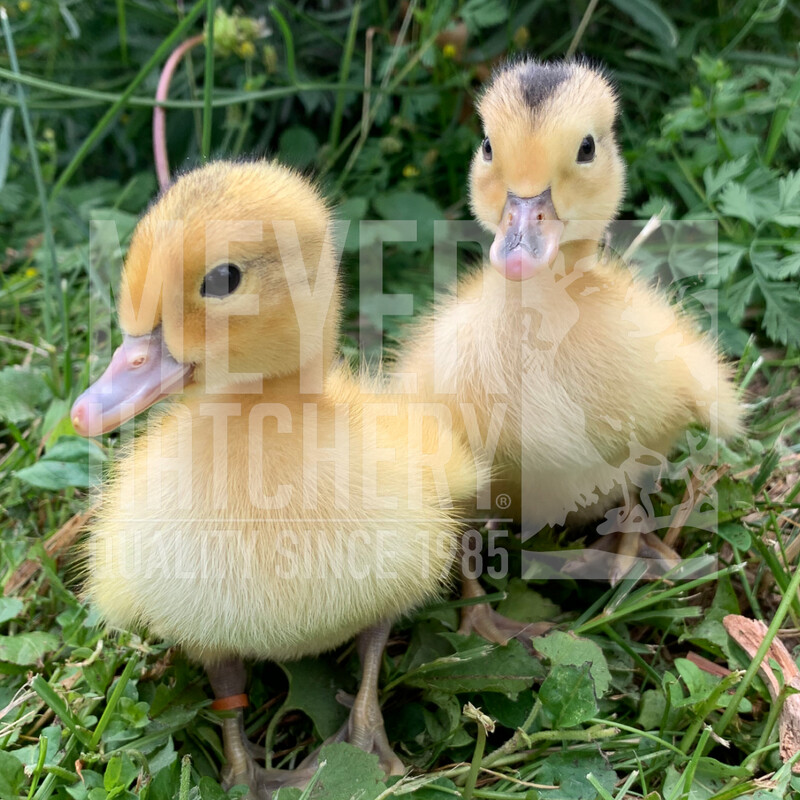 Silver Appleyard Day Old Ducklings