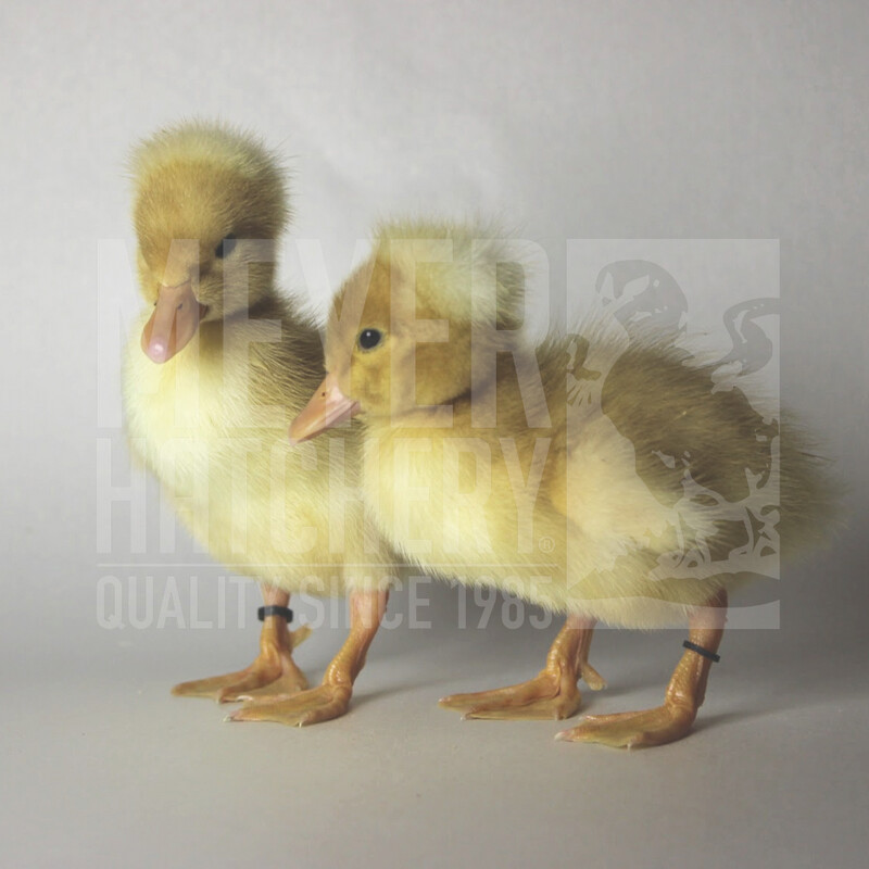 White Crested Day Old Ducklings