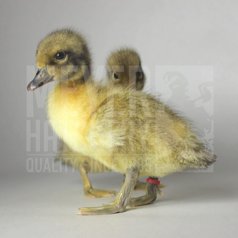 Welsh Harlequin Day Old Ducklings