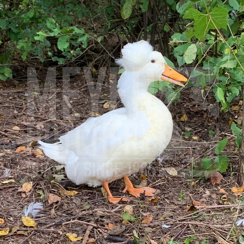 White Crested Duck Hatching Eggs