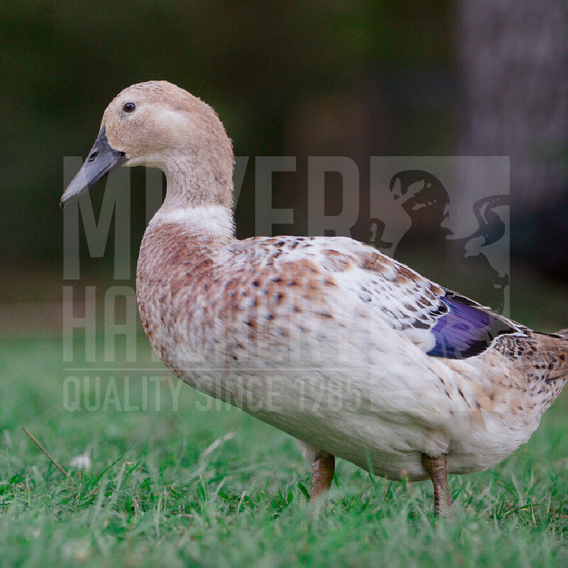 Welsh Harlequin Duck Hatching Eggs